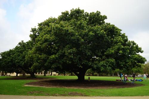 在北卡罗来纳州的沼泽中发现了一棵有着2624年历史的树
