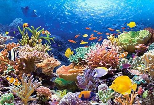 珊瑚礁建筑珊瑚是我们最重要的环境条件指标之一