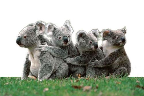 分类澳大利亚保持运行计数每年命名仪表盘上新的澳大利亚物种