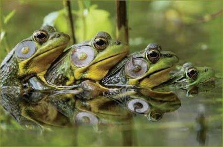 在印度发现的青蛙的新物种和古老的血统安德鲁马斯特森报道