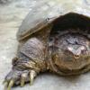 一种神秘的病毒摧毁了澳大利亚贝林格河的鳄龟但这不是唯一的威胁