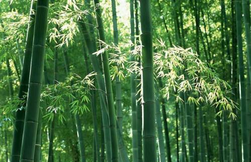 西线工作室为中国国家公园创造了竹子通道