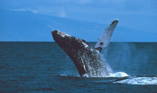 CFTC掉期报告可能阻止摩根大通的鲸鱼行动