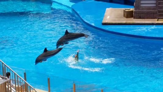 迈克尔·格雷夫斯的沃尔特迪斯尼世界海豚和天鹅酒店