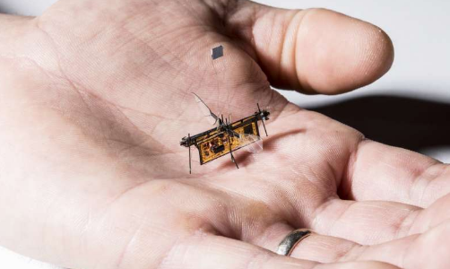 下一个飞行机器人可能会受到苍蝇的启发