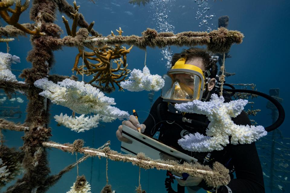 NOAA：机器人潜水员可以利用人工智能拯救珊瑚礁