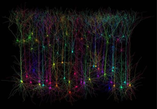 人工智能学会通过它们的外观识别神经细胞