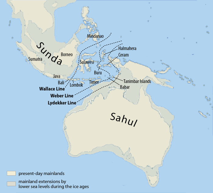 华莱士线是亚洲和澳大拉西亚之间的一个想象边界