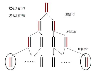 DNA分析表明大规模灭绝使得新的组合能够上升