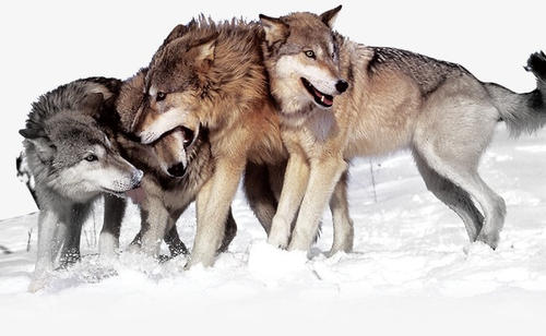 狼群不断增长动物与人类接触往往对它们造成不利影响