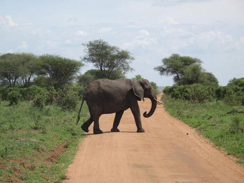 大象在博茨瓦纳偷猎穗危及物种