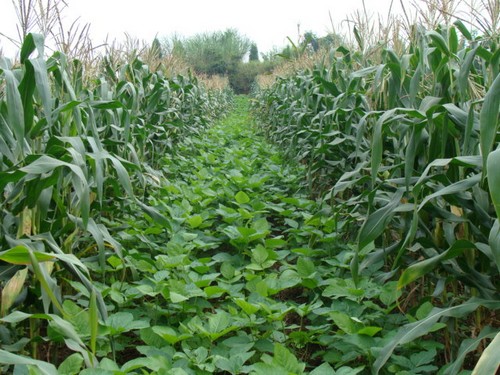 玉米和大豆田中常见的阔叶杂草正在抵抗越来越多的常见除草剂