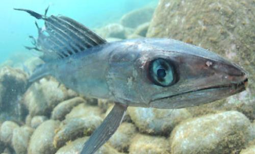 像龙鱼这样的深海生物以及它们在环境中生长的适应性