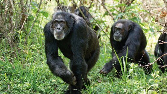 黑猩猩使用工具很方便但看起来它们在需要时也会使用蛮力