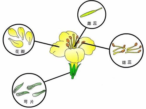 基因研究显示并非所有植物都依赖光合作用来获取营养