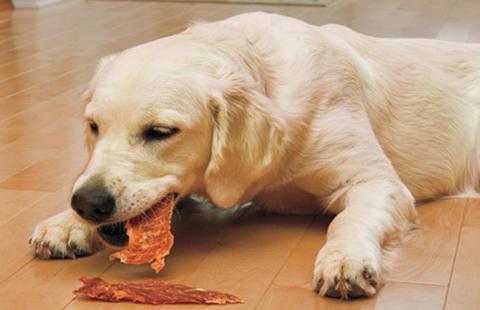 荷兰研究增加了先前的研究结果即生肉小狗饮食可能是致病热点