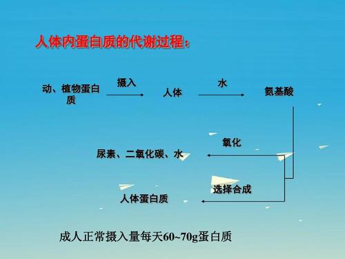 人类学家提出了驱动人类进化关键方面所需的新营养源