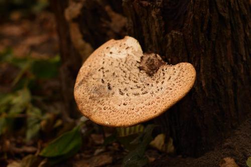 新编辑发现欧洲名称掩盖了新型的蘑菇和霉菌