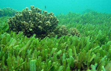 在全球范围内种植海藻的方法可以大大减少全球温室气体排放