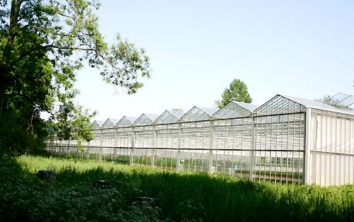 提议在伦敦的绿化带上建造荷兰式温室以加强粮食生产