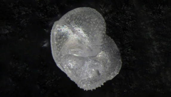 机器学习有助于驯服浮游生物物种数据