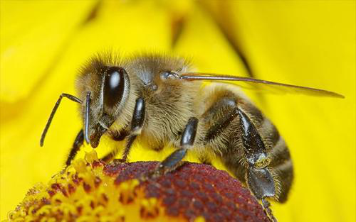 蜜蜂的动作 进出口图片