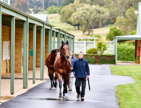 劳埃德·威廉姆斯出售马其顿洛奇赛马训练场