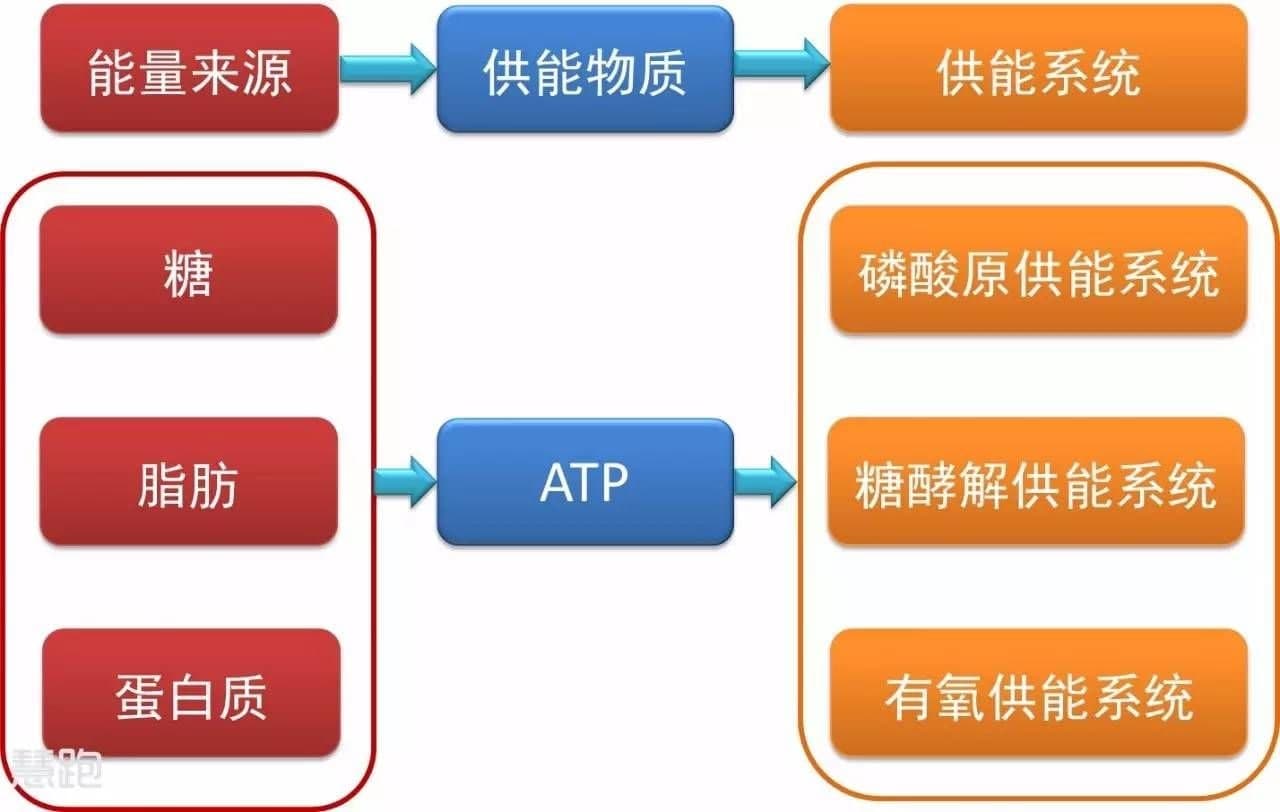 无氧运动和有氧运动有何区别?选择哪个更好?专家终于讲出实话!