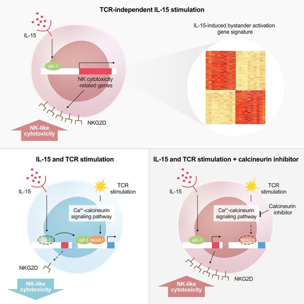 韩国科学家揭晓免疫细胞“失控”之谜 自体攻击难题或攻克