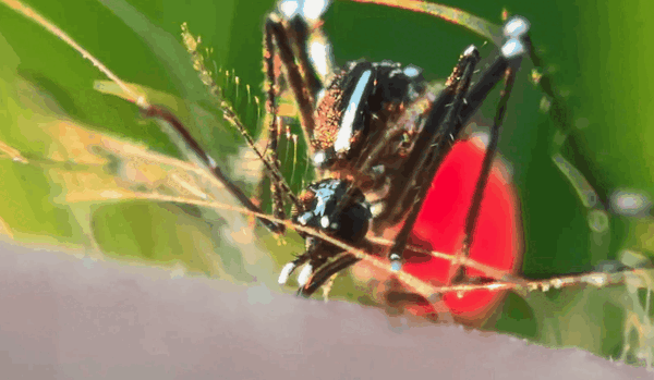 外媒惊叹:华为Mate60 Pro+拥有手机上最好的微距相机